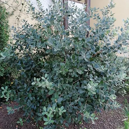 Lucia House Appartement Melfi